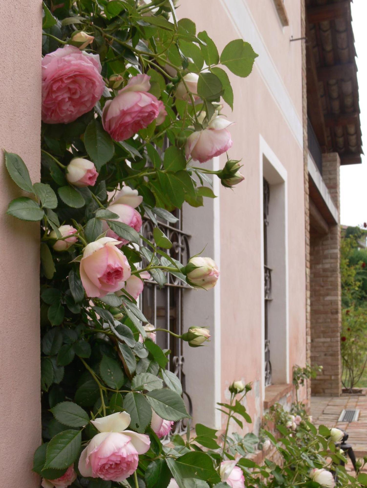 Casa Isabella Pensionat Vaglio Serra Eksteriør billede