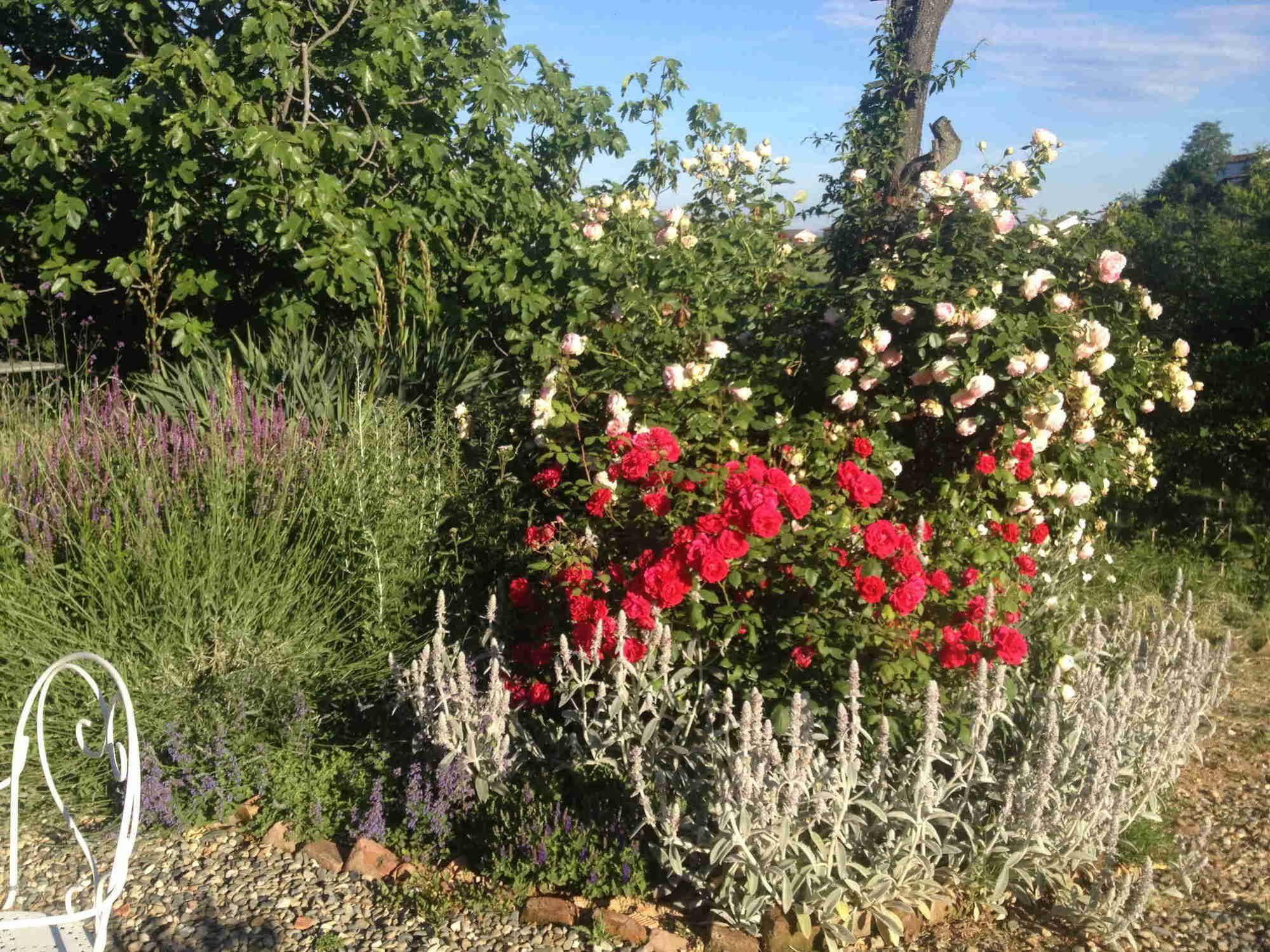 Casa Isabella Pensionat Vaglio Serra Eksteriør billede